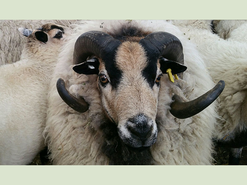 Welsh Mountain Badger Face Ram on Manor Farm, Cocking, W. Sussex