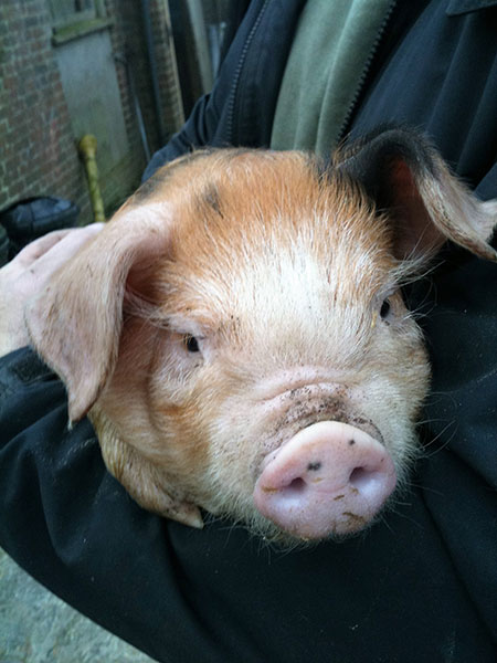 Piglet on Manor Farm, Cocking, W. Sussex