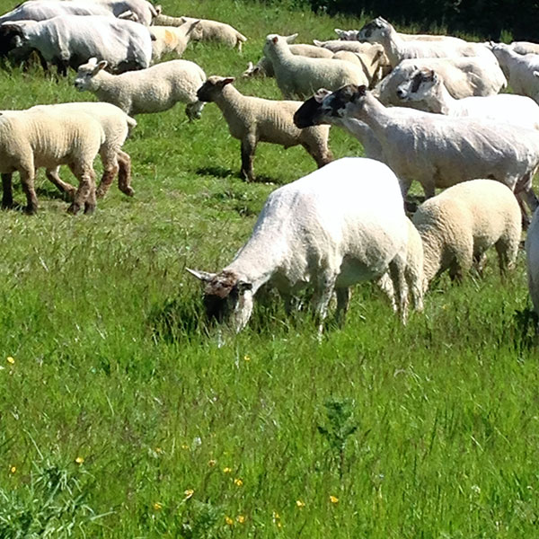 Sheep on Manor Farm, Cocking, W. Sussex