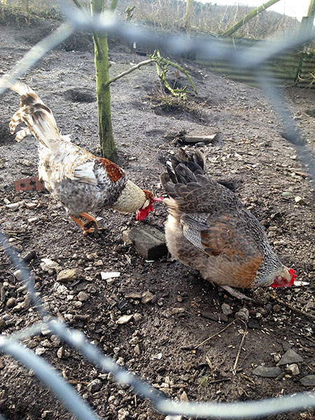 Cockerel and Hen on Manor Farm, Cocking, W. Sussex