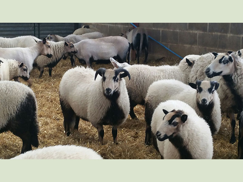 Sheep waiting to be shered on Manor Farm, Cocking, W. Sussex