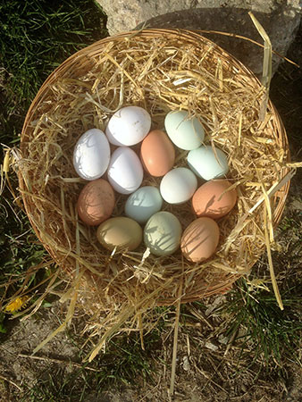 Fresh Eggs at Richline Farm Shop, W. Sussex