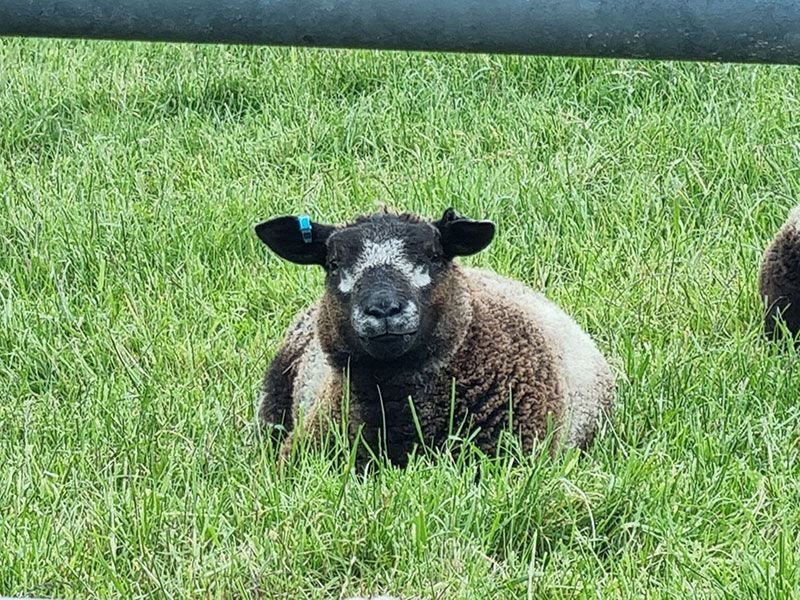 Blue Texel lamb at Manor Farm, South Downs Way, West Sussex