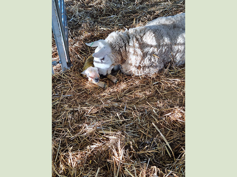 First lamb of the season at Manor Farm, South Downs Way, West Sussex