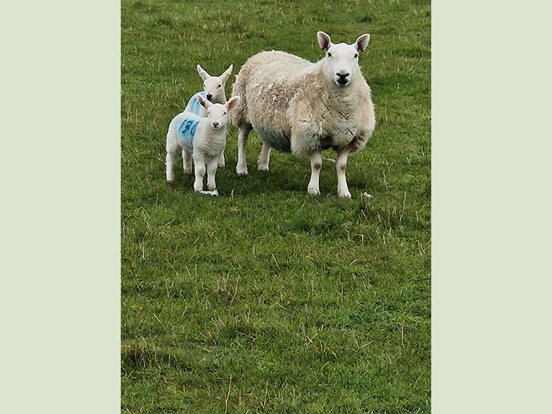 Cheviot ewe with her twins at Manor Farm, South Downs Way, West Sussex