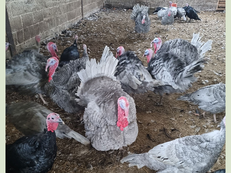 Slate Turkeys at Manor Farm, South Downs Way, West Sussex