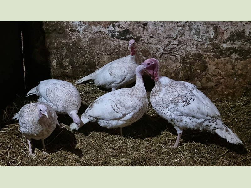 Harvey Speckled Turkeys at Manor Farm, South Downs Way, West Sussex