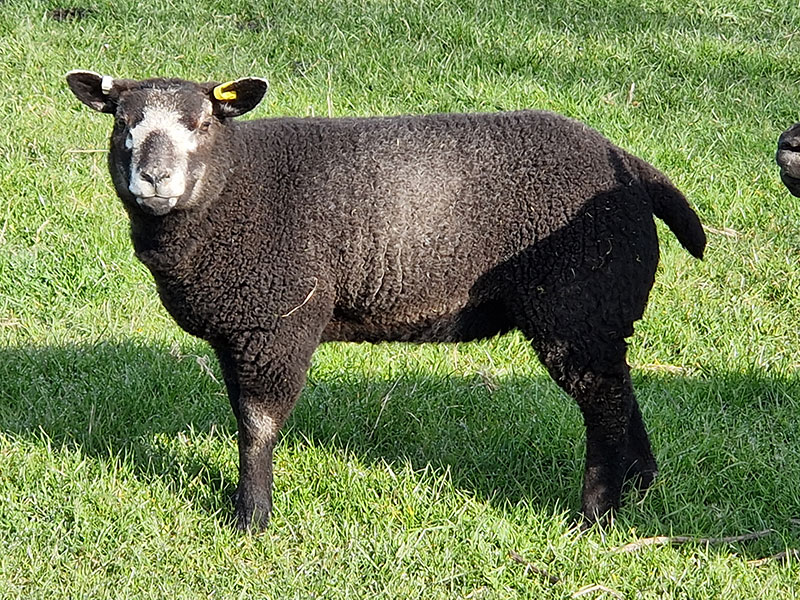 Blue Texel lamb at Manor Farm, South Downs Way, West Sussex