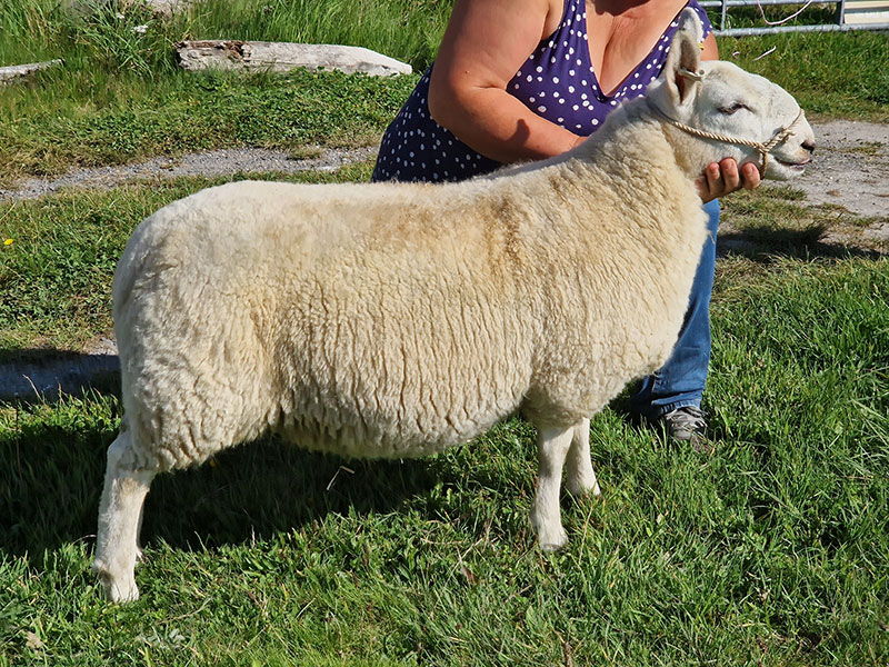 North Country Cheviot ewe lamb at Manor Farm, South Downs Way, West Sussex