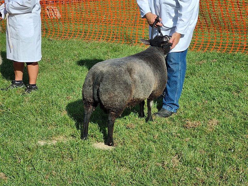 Blue Texel Shearling at Findon Sheep Fair
