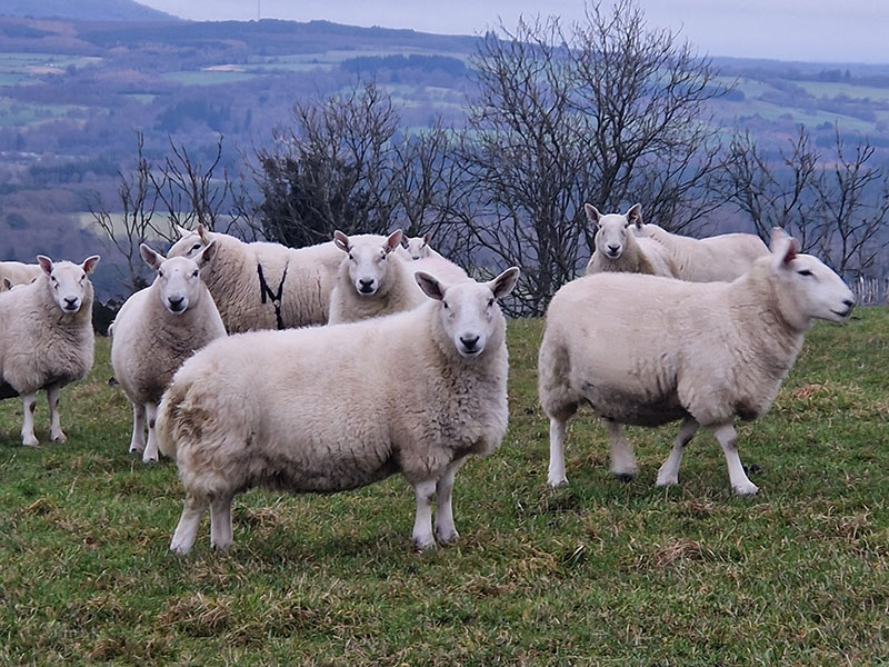 Cheviot ewes at Manor Farm, South Downs Way, West Sussex