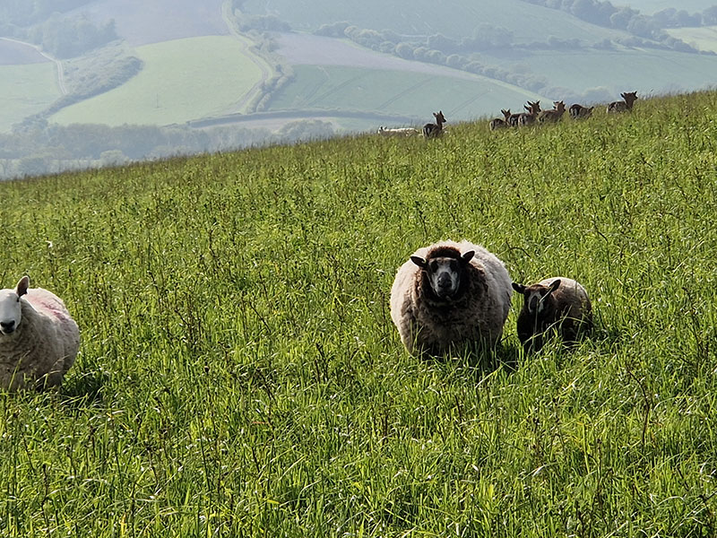 View from Manor Farm, South Downs Way, West Sussex