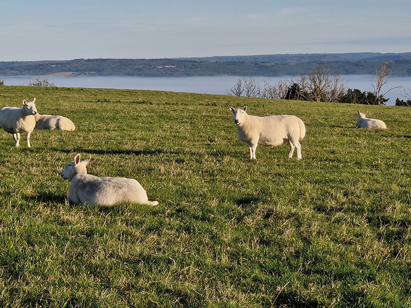 Autumn morning at Manor Farm, South Downs Way, West Sussex