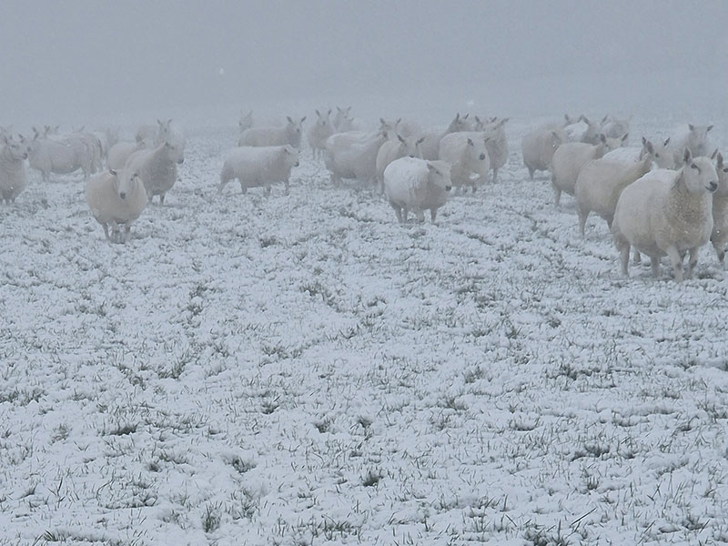 Sheep in snow at Manor Farm, South Downs Way, West Sussex