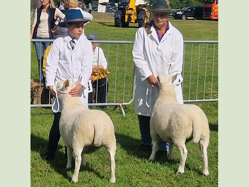 Shearling Cheviot ewes at the Cranleigh Show
